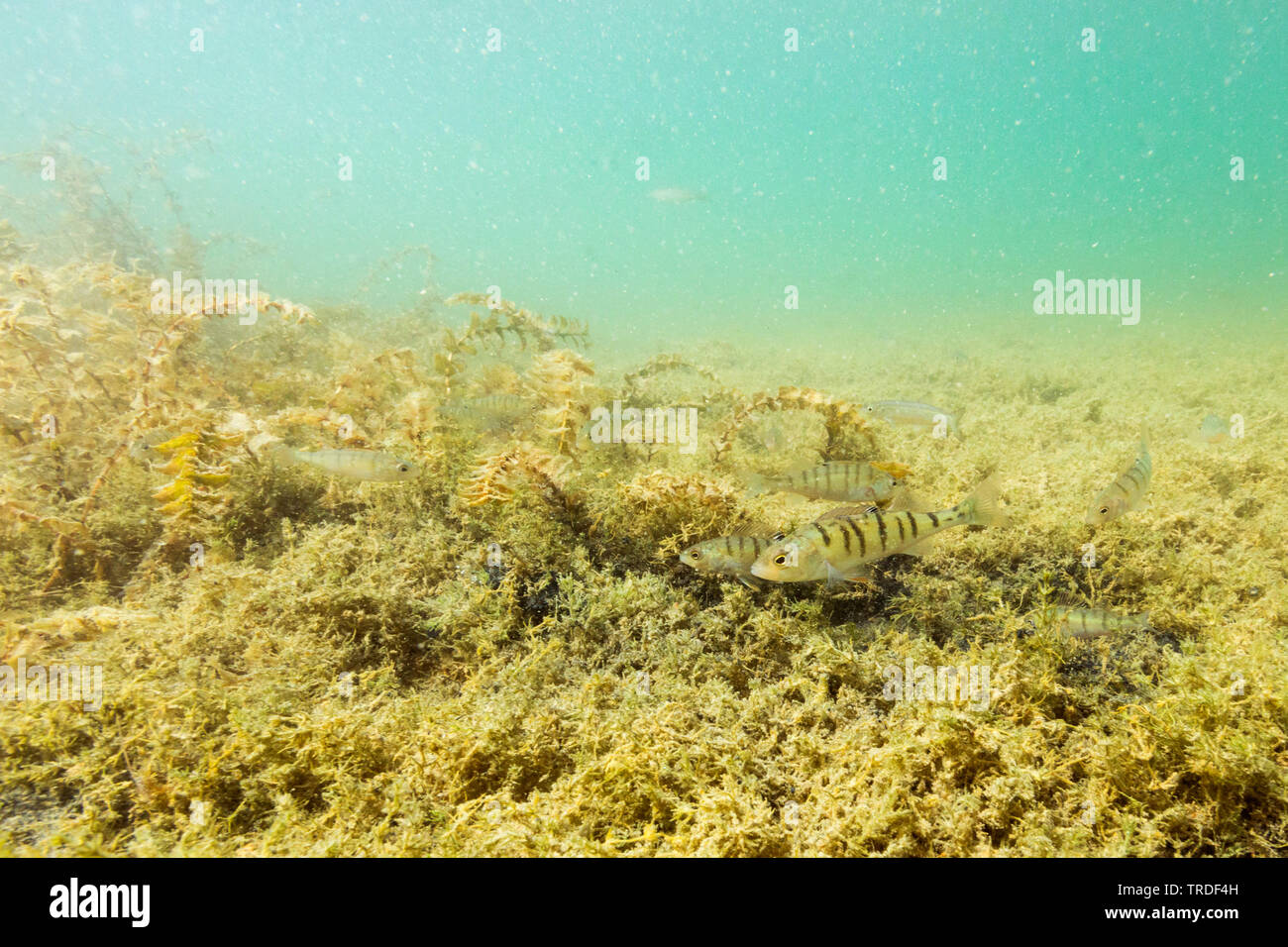 Flussbarsch, Fluss-Barsch, Kretzer, Egli (Perca fluviatilis), vielstreifig, kleiner Schwarm ueber Armleuchteralgen, Deutschland, Bayern, Chiemsee | Pe Stock Photo