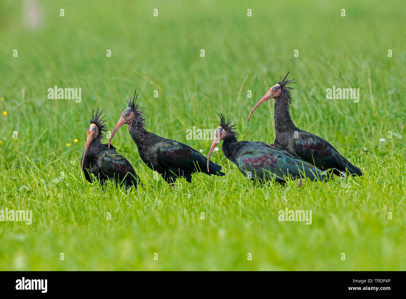 Hermit ibis, Nothern Bald Ibis (Geronticus eremita), troop foraging in a meadow, Germany, Bavaria Stock Photo