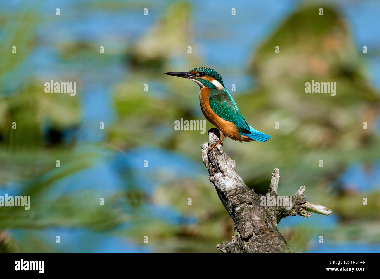 river kingfisher (Alcedo atthis), on a lookout at the lakeside, Germany, Bavaria, Lake Chiemsee Stock Photo