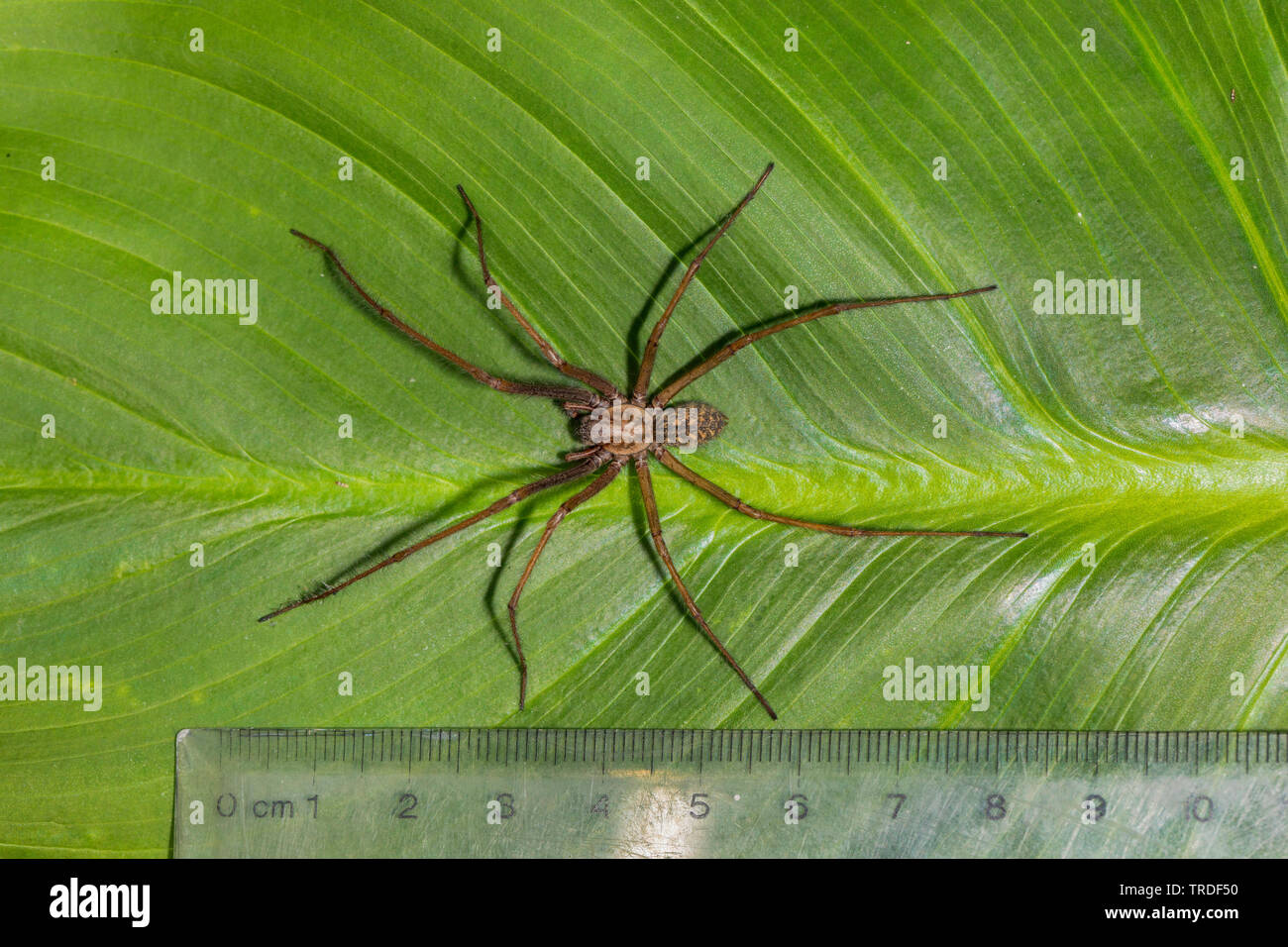 Giant House Spider Size