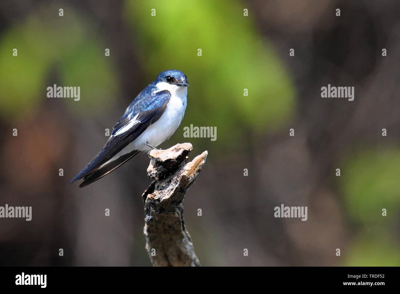 wildbird swallow sling