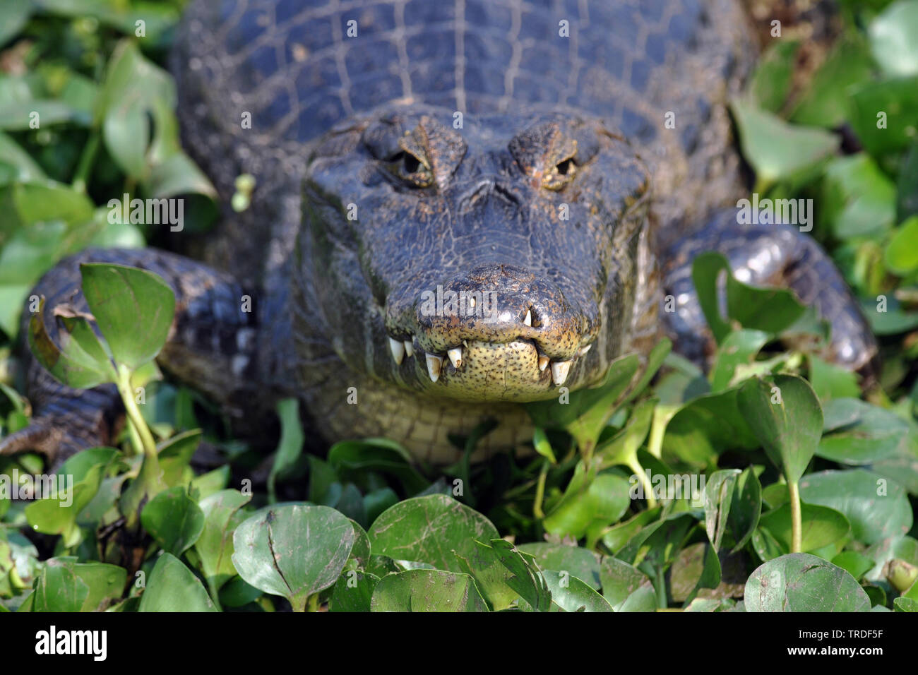 spectacled caiman (Caiman crocodilus), by the waterside, Brazil, Pantanal Stock Photo