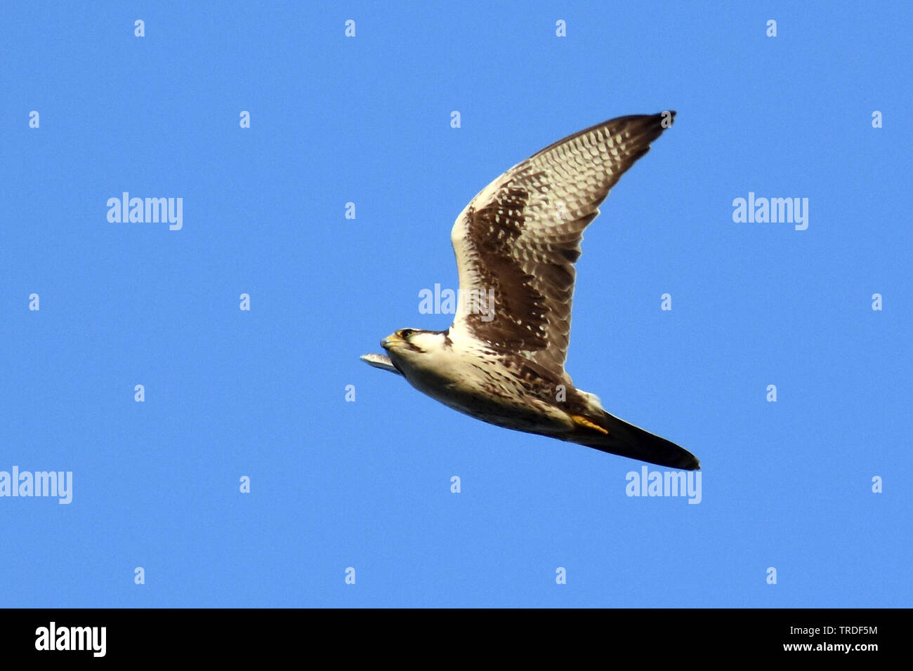 lagger falcon (Falco jugger), in flight in Asia, Burma Stock Photo