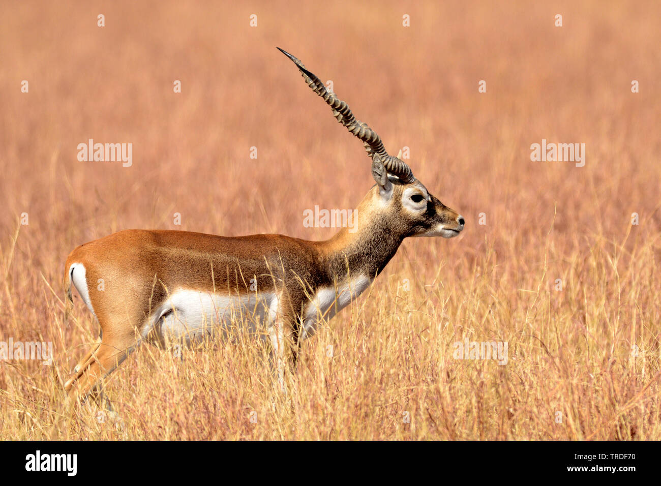 blackbuck (Antilope cervicapra), India, Gujarat Stock Photo