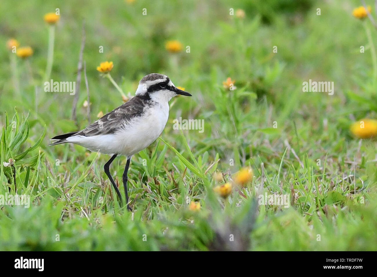 st helena sand plover (Charadrius sanctaehelenae), an island endemic