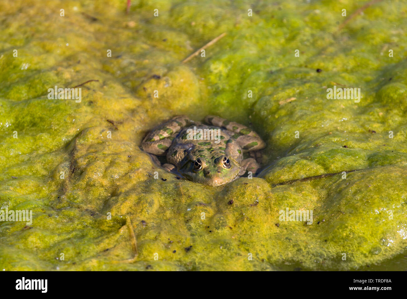 Wasserfrosch, Teichfrosch (Rana kl. esculenta, Rana esculenta, Pelophylax esculentus), sitzt in einem Algenteppich an der Wasseroberflaeche und verste Stock Photo