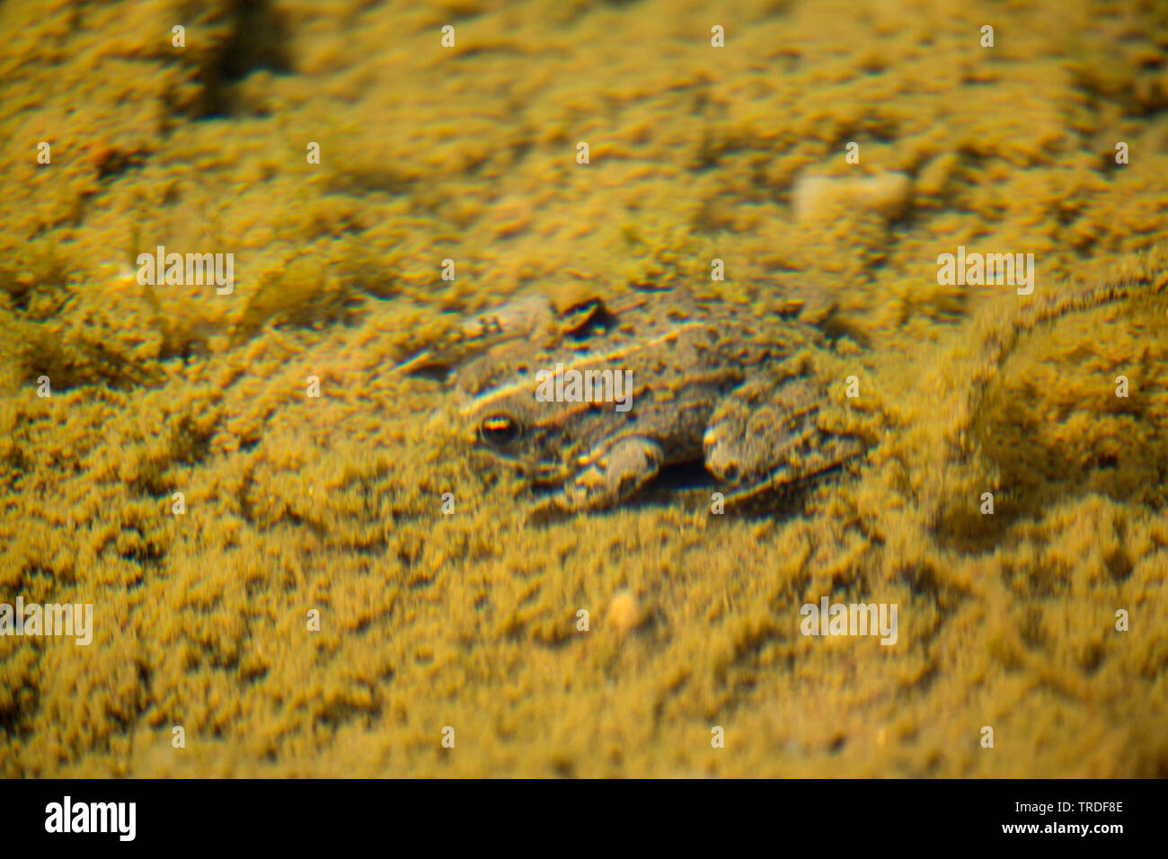 Frog hiding in water hi-res stock photography and images - Alamy