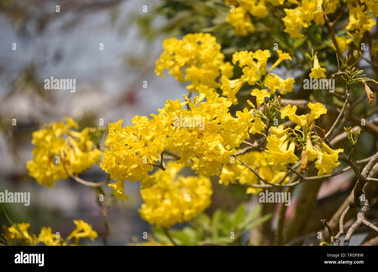 Yellow flowers tree tabebuia spectabilis / Goldentree in the park Stock Photo