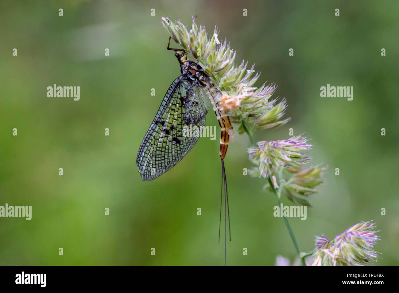 mayfly (Ephemera spec.), sitting at an infructescence of a wild grass, Germany, Bavaria, Oberbayern, Upper Bavaria Stock Photo