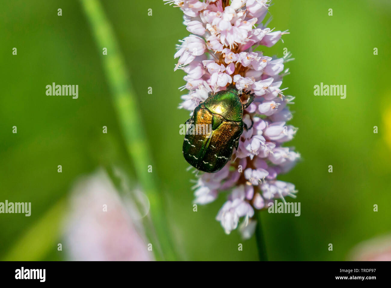 rose chafer (Cetonia aurata), eating pollen from the blossom of a knotweed , Germany, Bavaria, Oberbayern, Upper Bavaria Stock Photo