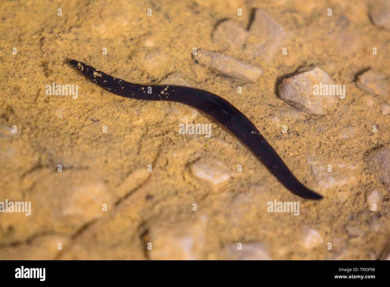 Biopharm (UK) which breeds European Medicinal Leeches with manager Carl  Peters Stock Photo - Alamy