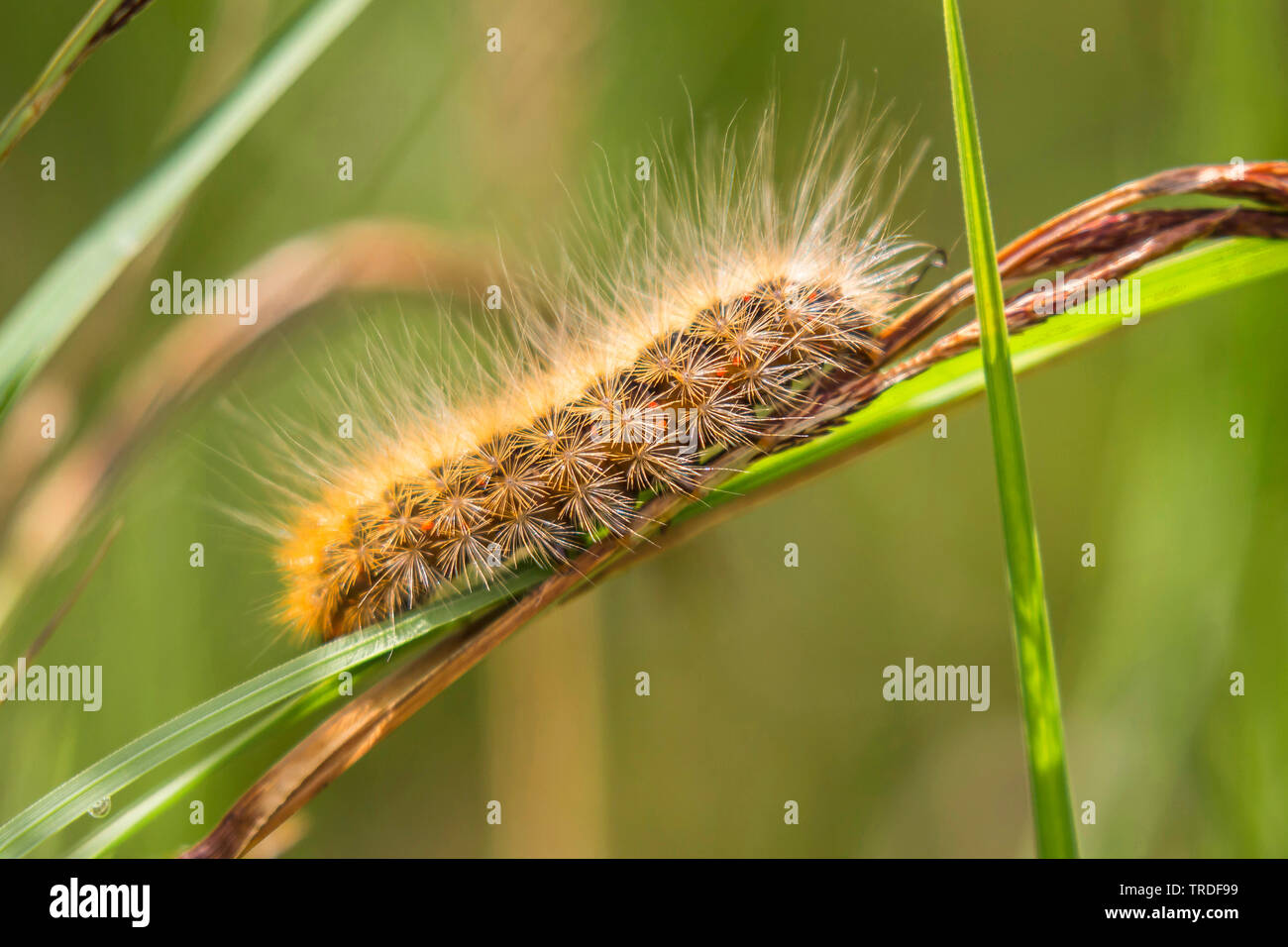 White ermine moth (Spilosoma lubricipeda, Spilosoma menthastri, Spilosoma lubricipedum), caterpillar on grass, Germany, Bavaria, Oberbayern, Upper Bavaria Stock Photo