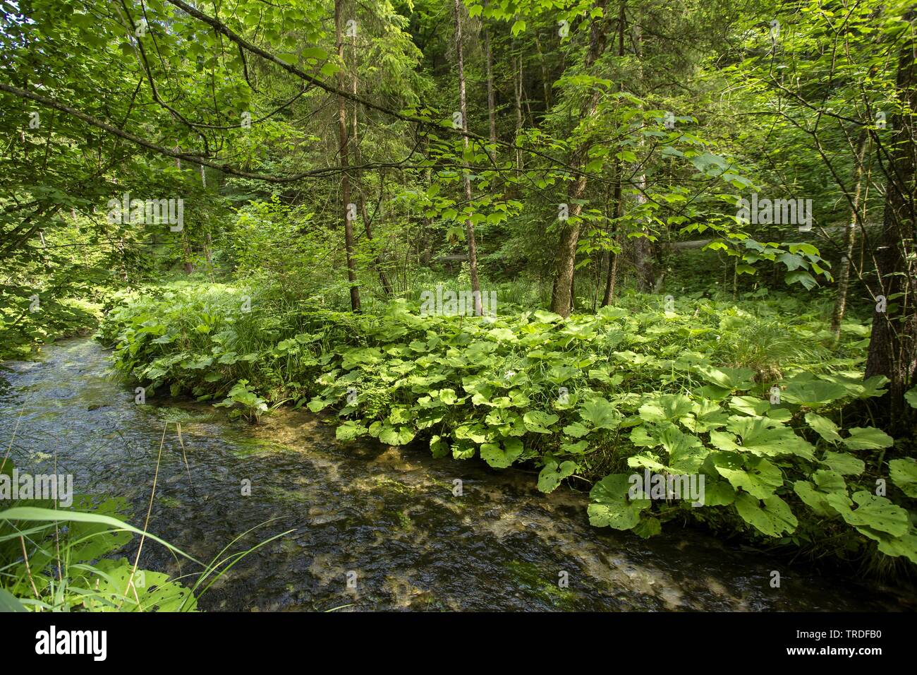 creek in a shady mountain forest, Germany, Bavaria, Oberbayern, Upper Bavaria Stock Photo