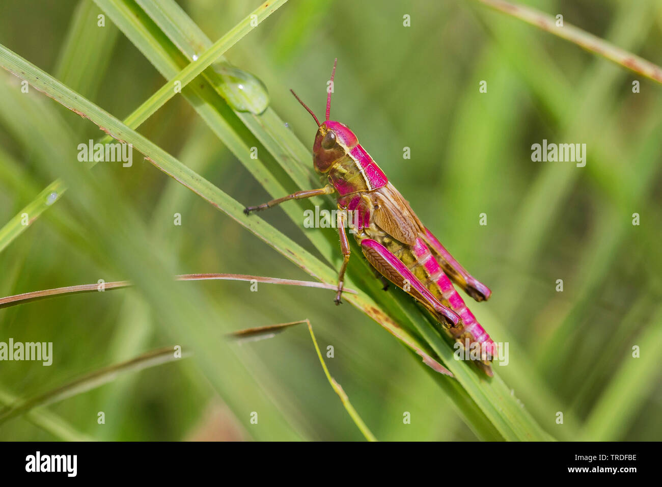 large marsh grasshopper (Mecostethus grossus, Stethophyma grossum), extremely pink colored exemplar, Austria, Tyrol Stock Photo