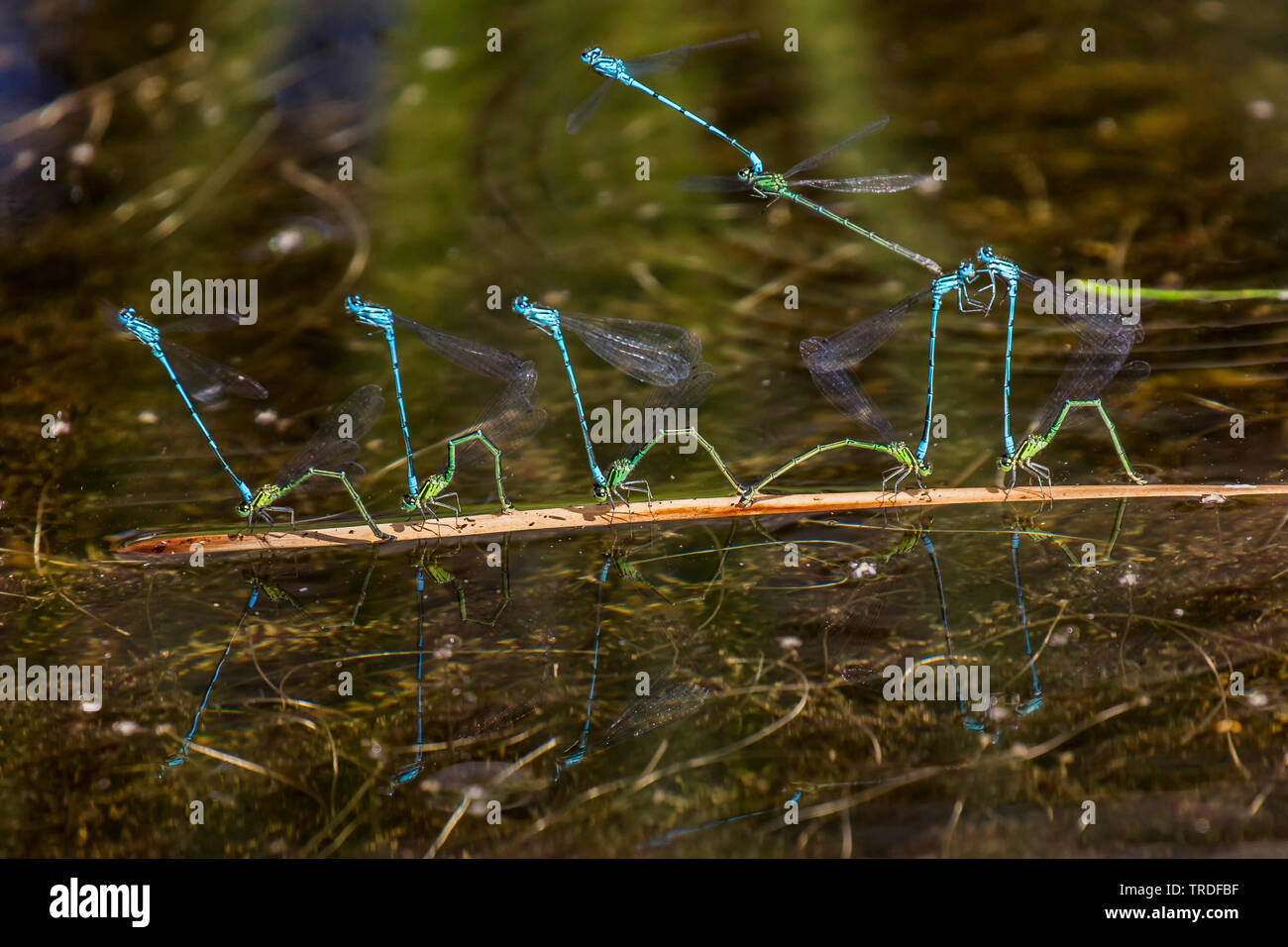 Norfolk damselfly (Coenagrion armatum), many pairs on a stem at the water surface are ready to deposit their eggs, Austria, Tyrol Stock Photo