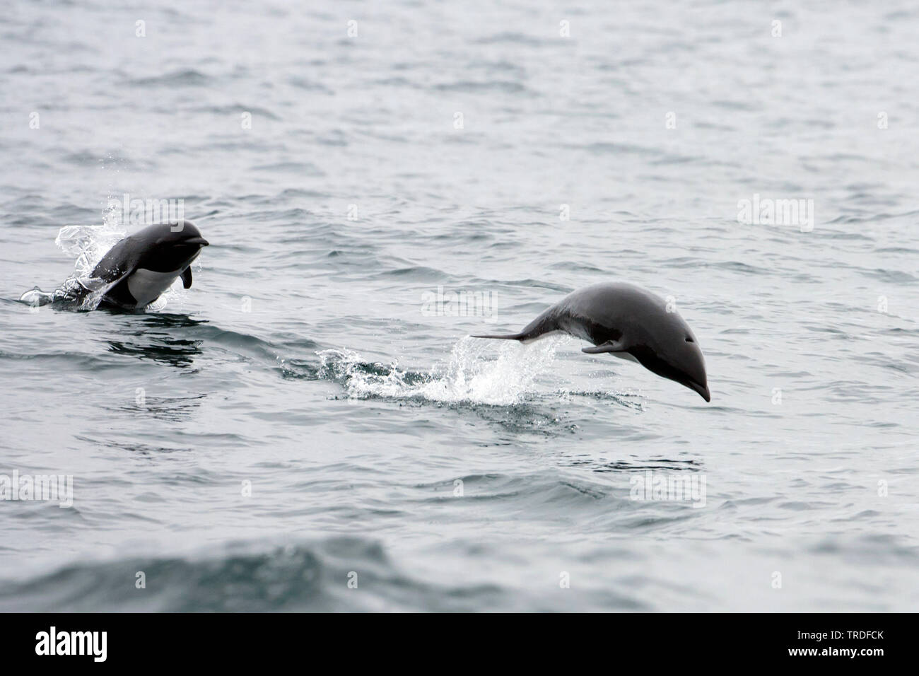 Pacific right whale dolphin, northern right-whale dolphin