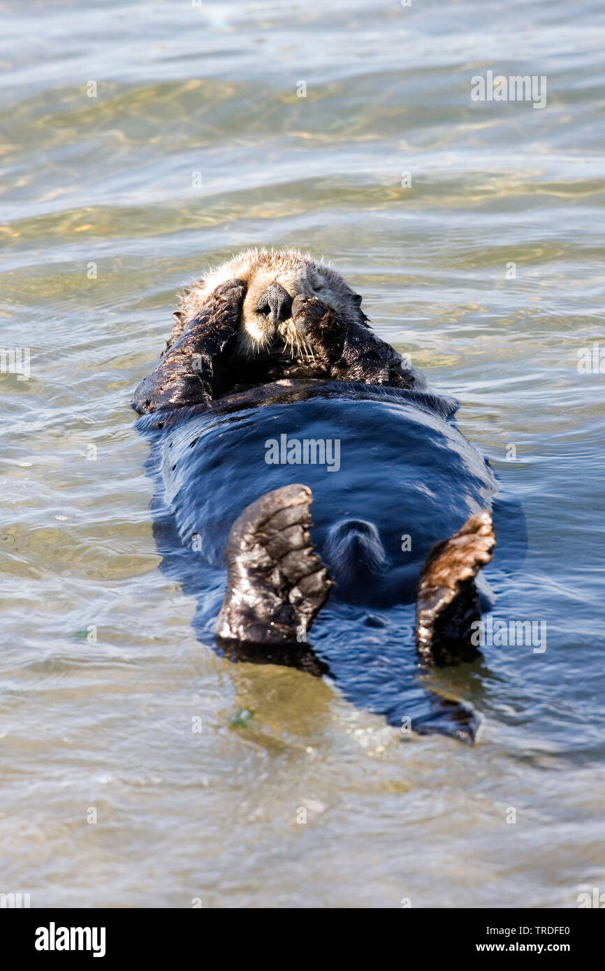 sea otter (Enhydra lutris), floating, USA, California Stock Photo