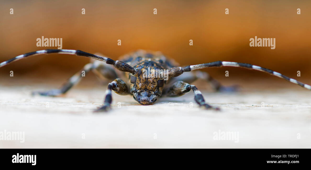 Imago hi-res stock photography and images - Alamy