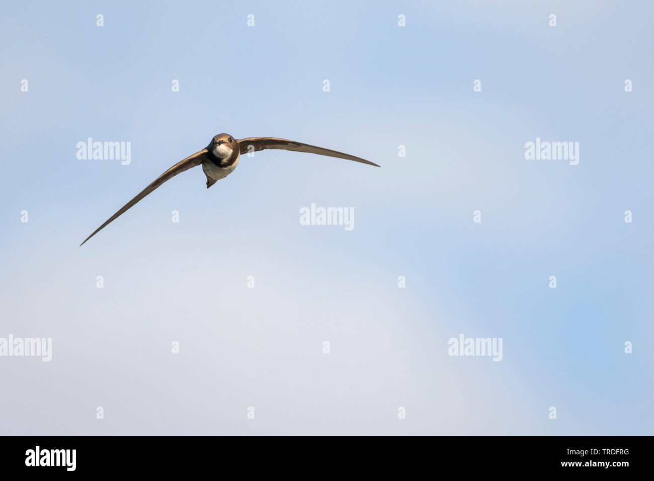 Alpine swift (Apus melba, Tachymarptis melba), flying, Cyprus Stock ...