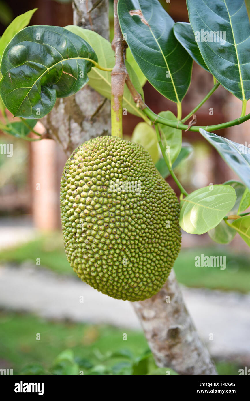 Young green jackfruit growing on the jackfruit tree tropical summer
