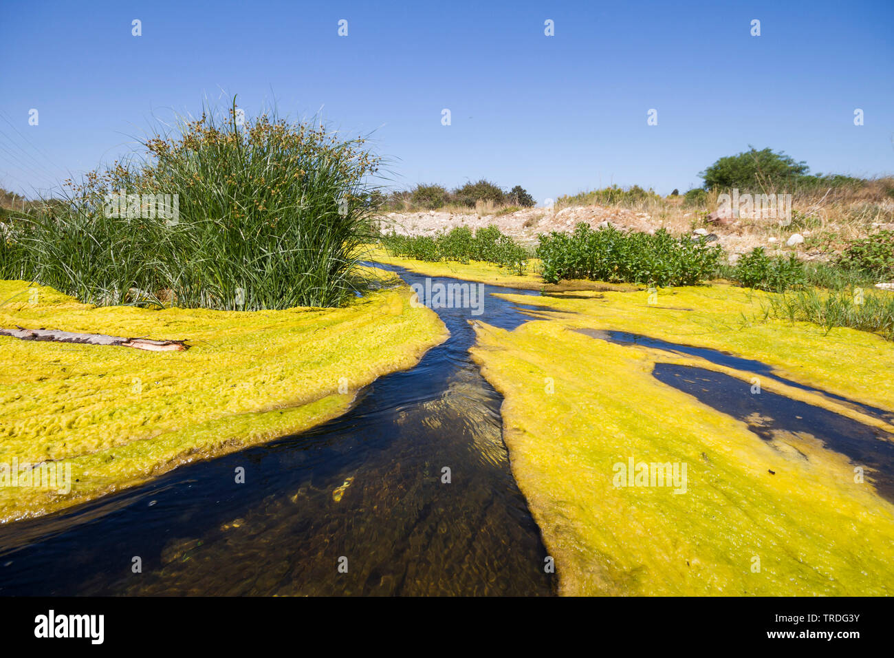 verschmutzter, mit Algen bewachsener Fluss, Zypern | eutrophic river on Cyprus, Cyprus | BLWS503042.jpg [ (c) blickwinkel/AGAMI/R. Martin Tel. +49 (0) Stock Photo