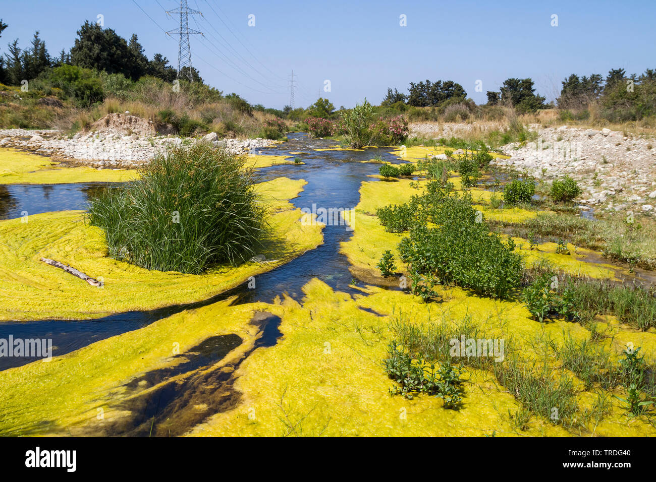 verschmutzter, mit Algen bewachsener Fluss, Zypern | eutrophic river on Cyprus, Cyprus | BLWS503041.jpg [ (c) blickwinkel/AGAMI/R. Martin Tel. +49 (0) Stock Photo