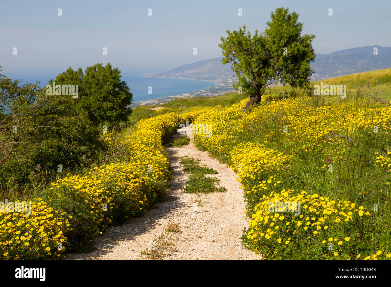 Crown Daisy, Garland Chrysanthemum (Glebionis coronaria, Chrysanthemum coronarium), spring landscape on Cyprus, Cyprus Stock Photo