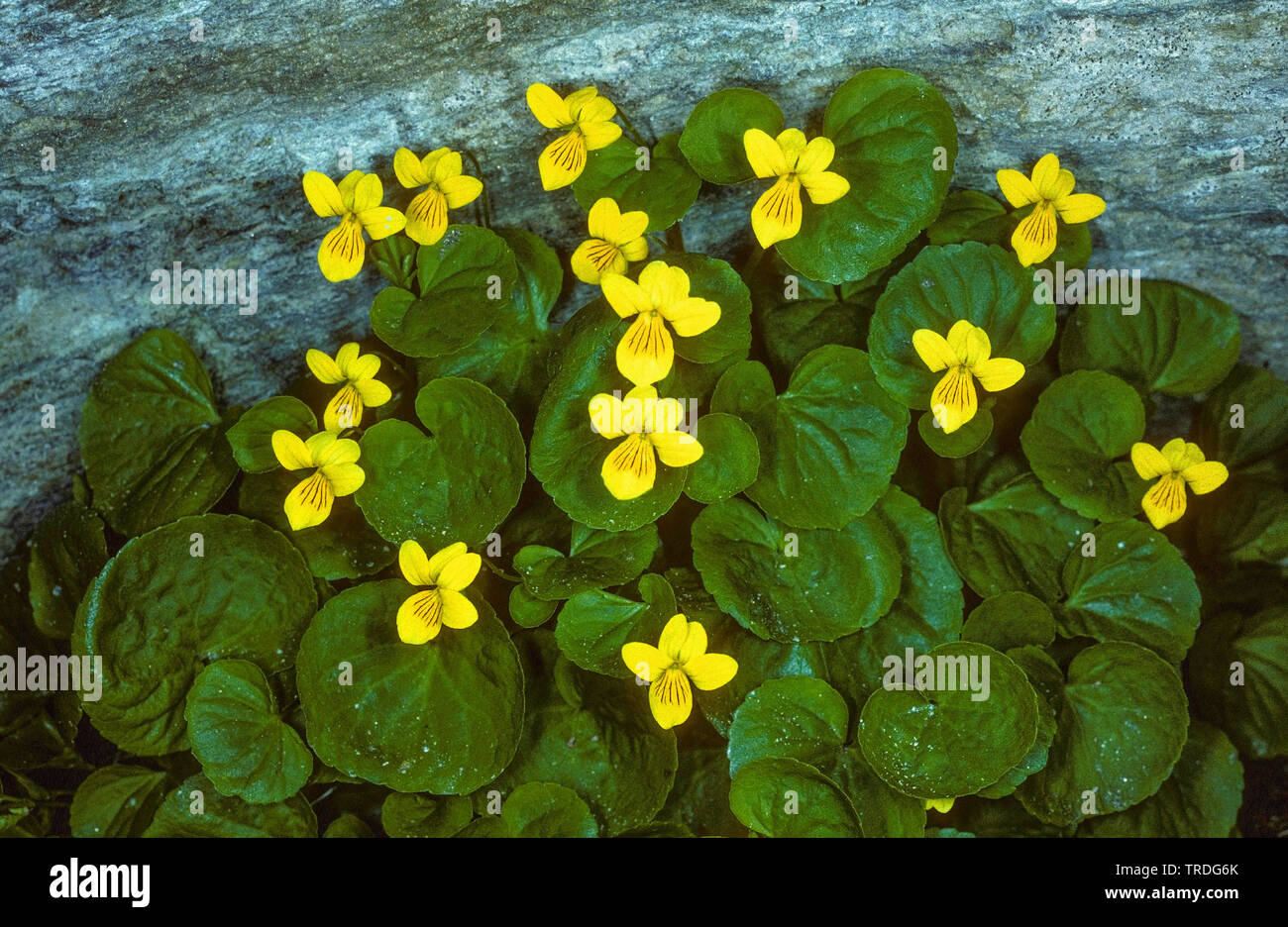 mountain pansy (Viola lutea), blooming, Germany, Bavaria, Oberbayern, Upper Bavaria Stock Photo