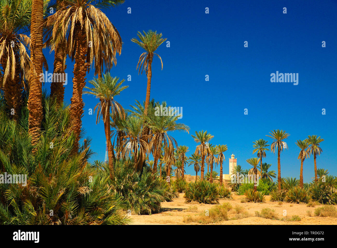 oasis with palms, Morocco, Rissani Stock Photo
