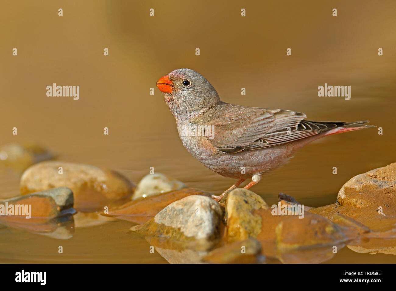 trumpeter finch (Rhodopechys githaginea, Bucanetes githagineus), perching at a water place, Morocco, Tazzarine Stock Photo