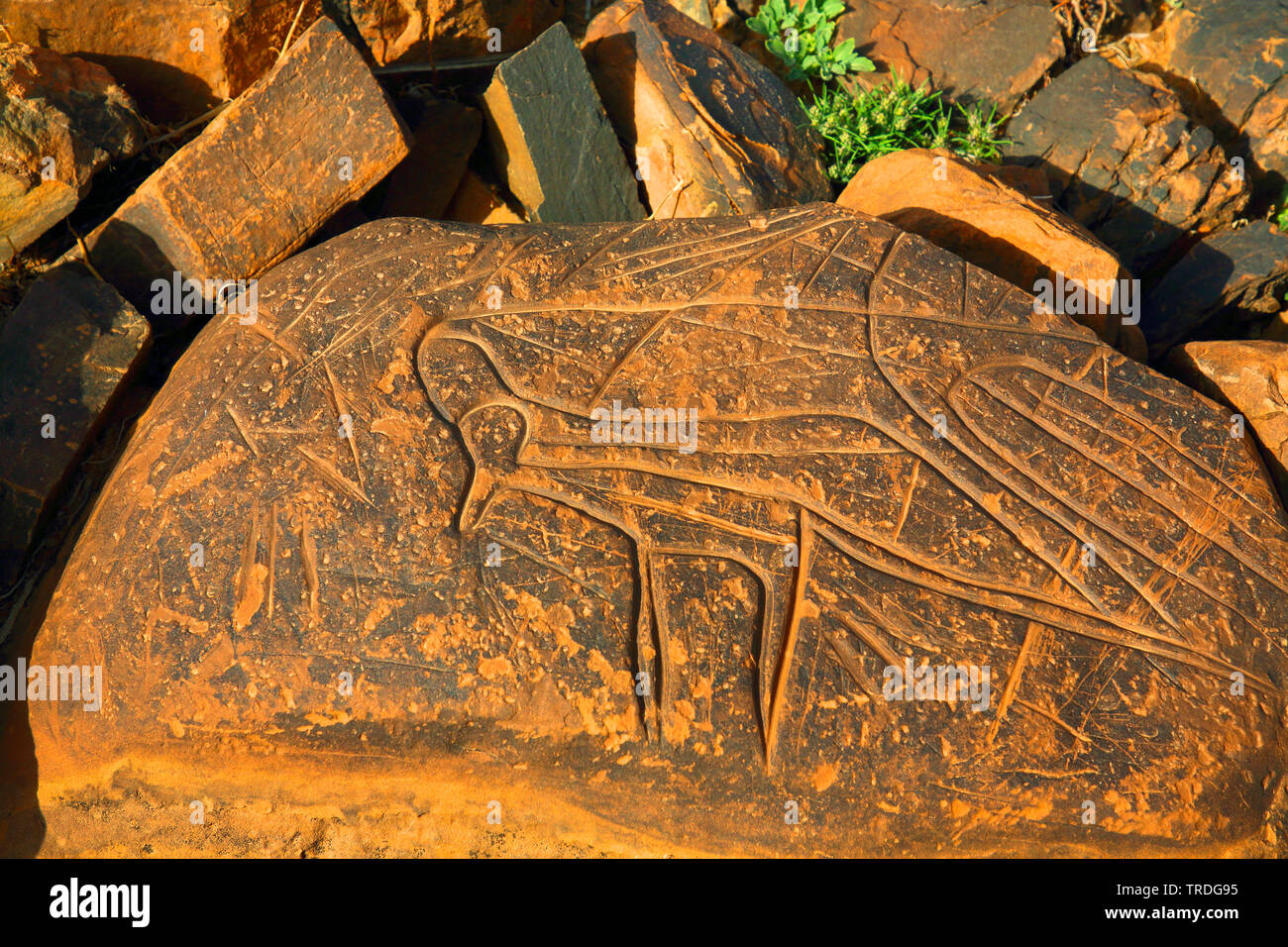 prehistoric petroglyphs, antelope, Morocco, Ait Ouazik Stock Photo