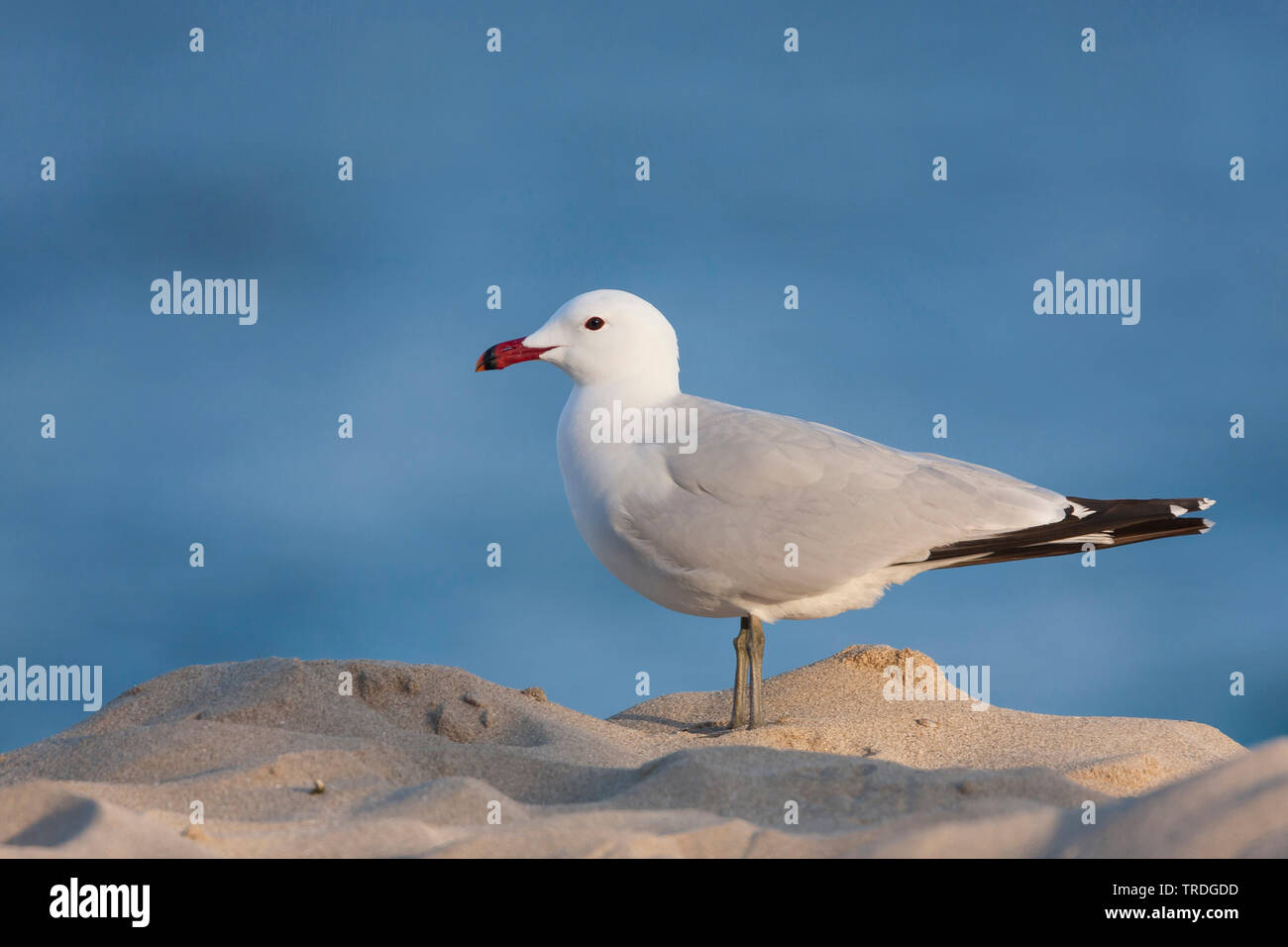 Audouin's gull (Larus audouinii, Ichthyaetus audouinii), sitting on a rock, Spain, Balearic Islands, Majorca Stock Photo