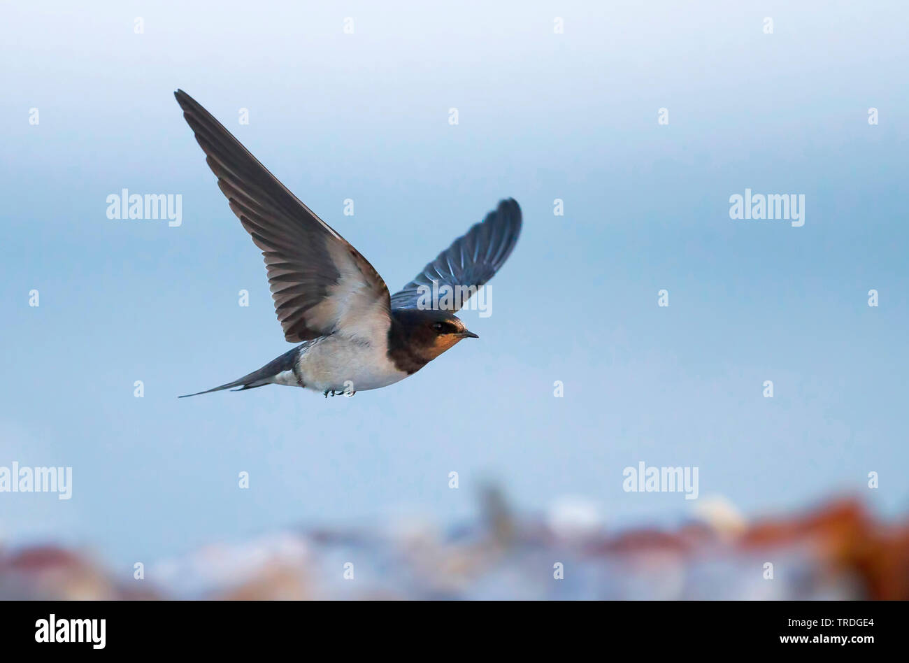 barn swallow (Hirundo rustica), flying, Germany Stock Photo