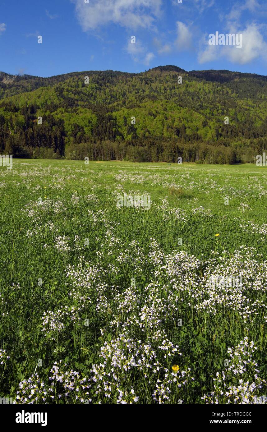 Bog Pink, Cuckoo Flower, Lady's Smock, Milkmaids (Cardamine pratensis), meadow with blooming milkmaids in front of Hoernle mountain, Germany, Bavaria, Ammergauer Berge Stock Photo
