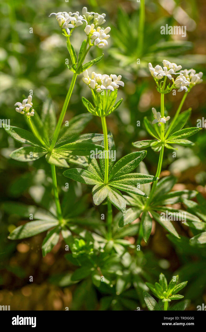 sweet woodruff (Galium odoratum), blooming, Germany, Bavaria Stock