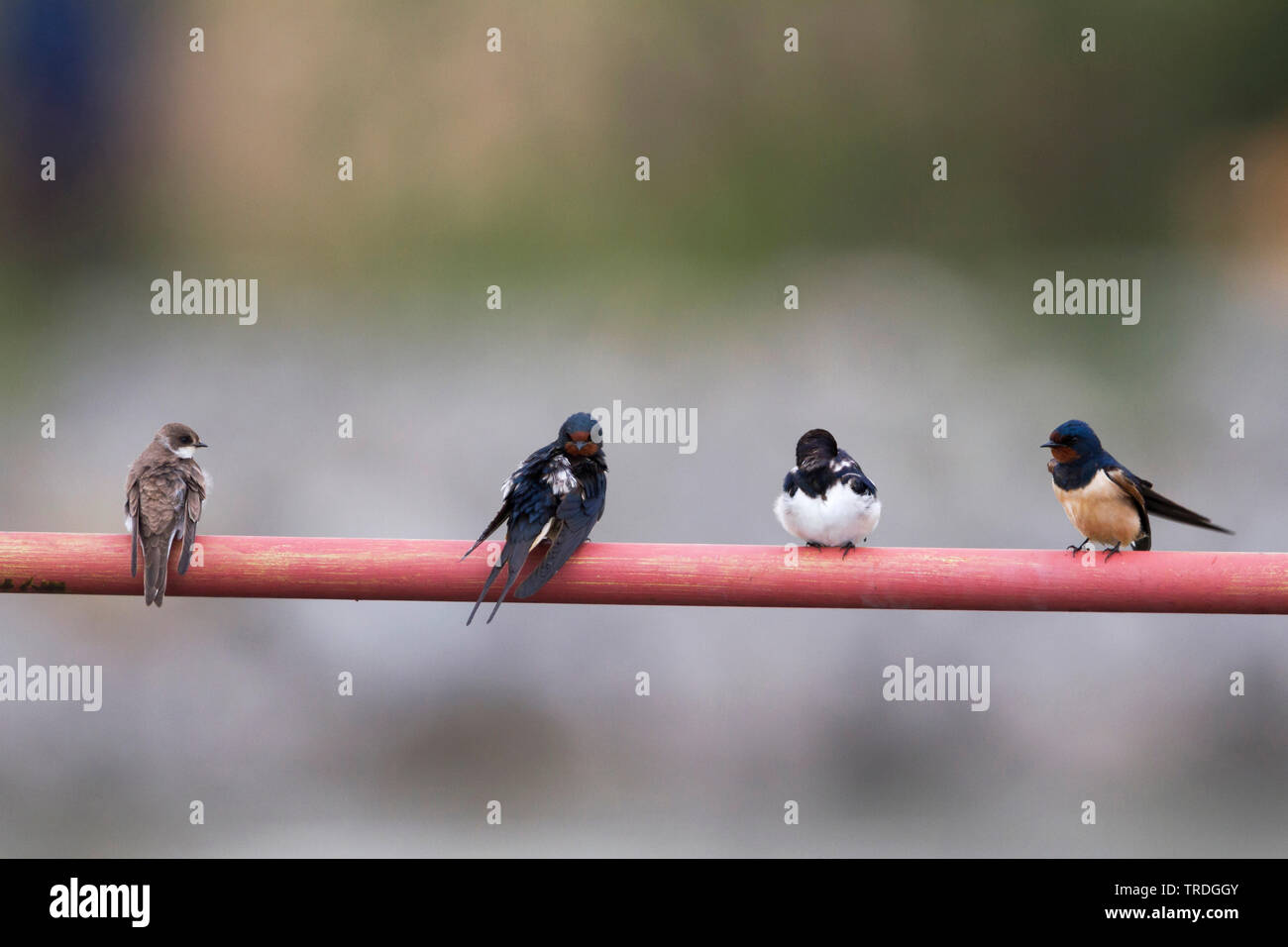 barn swallow (Hirundo rustica), group on a guard-rails, Austria Stock Photo