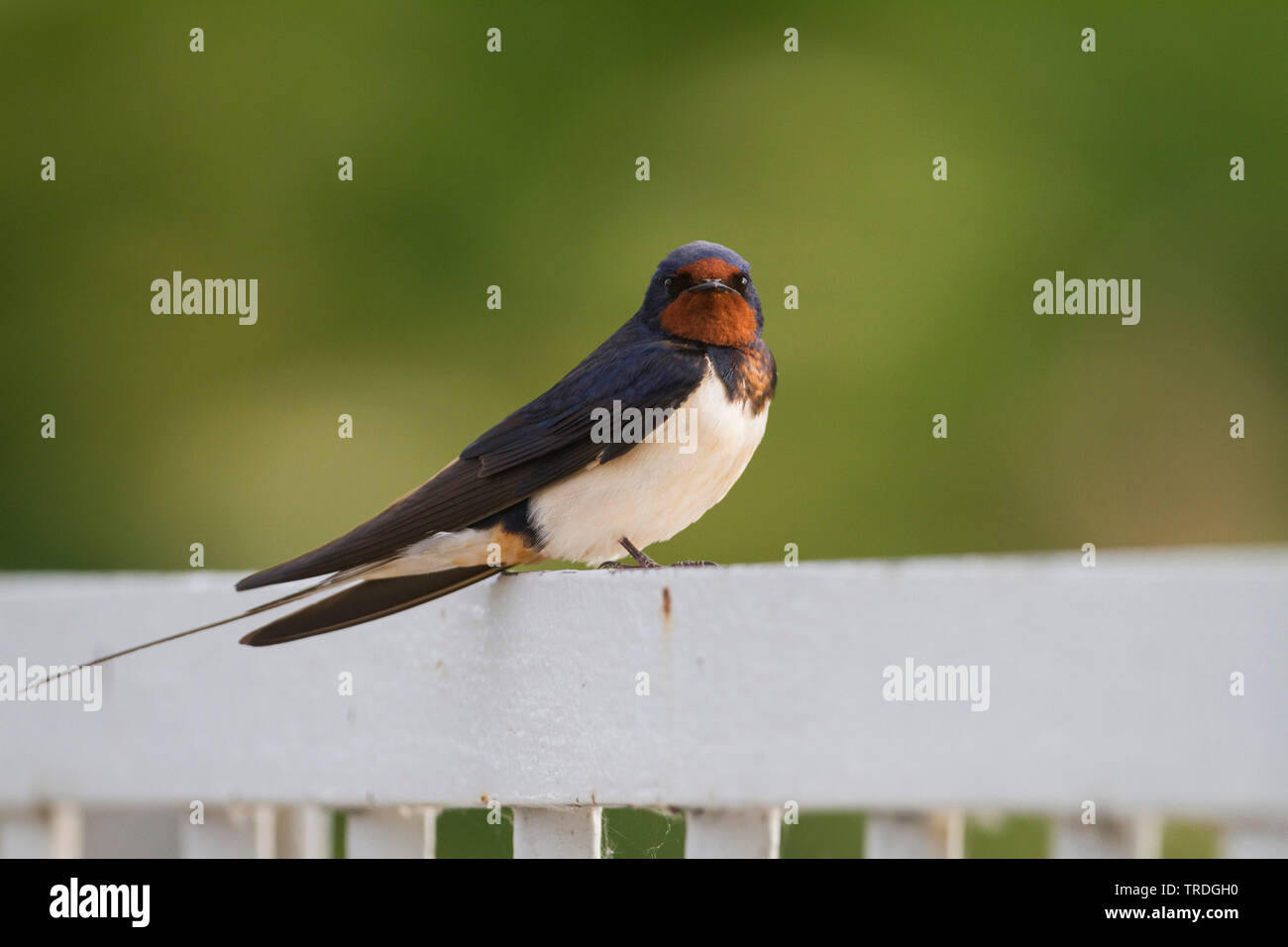 Barn Swallow Hirundo Rustica Adult Male Hungary Stock Photo