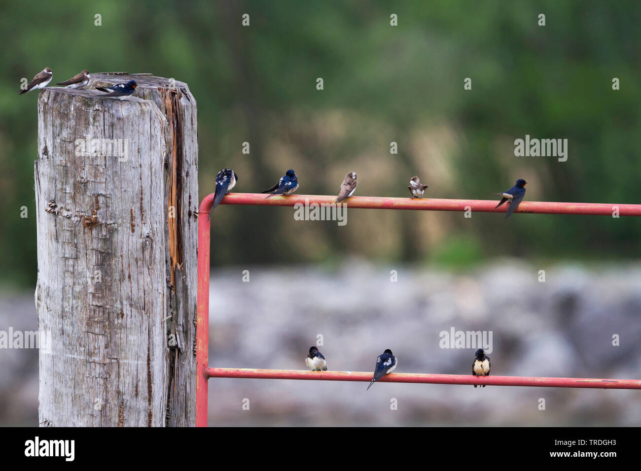 barn swallow (Hirundo rustica), group on a guard-rails, Austria Stock Photo