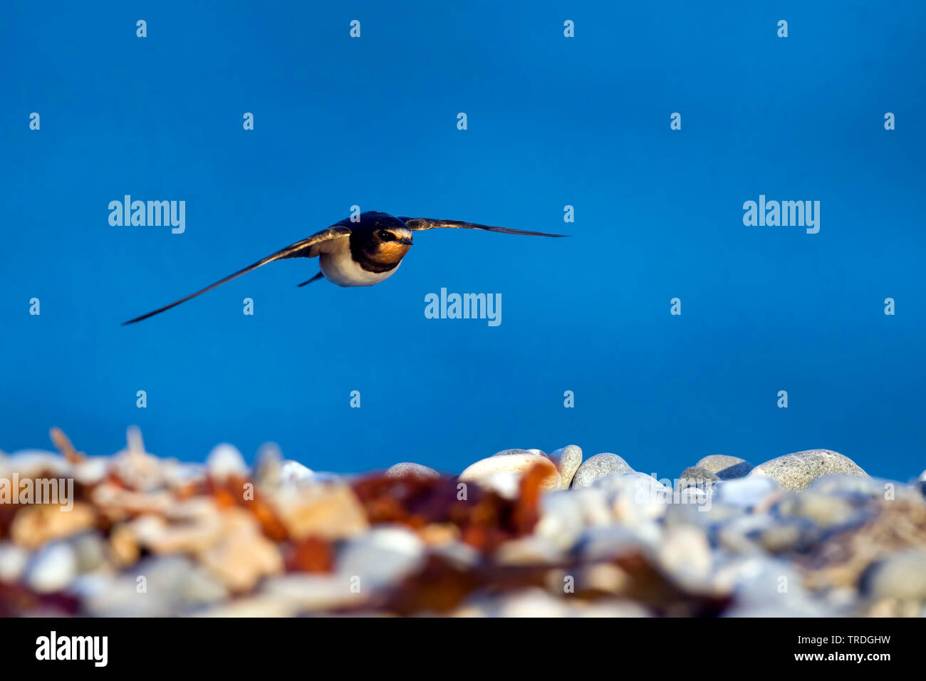 barn swallow (Hirundo rustica), flying, Germany Stock Photo