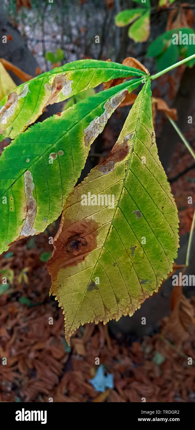 Horse chestnut leafminer, Horse chestnut leafminer, Horsechestnut