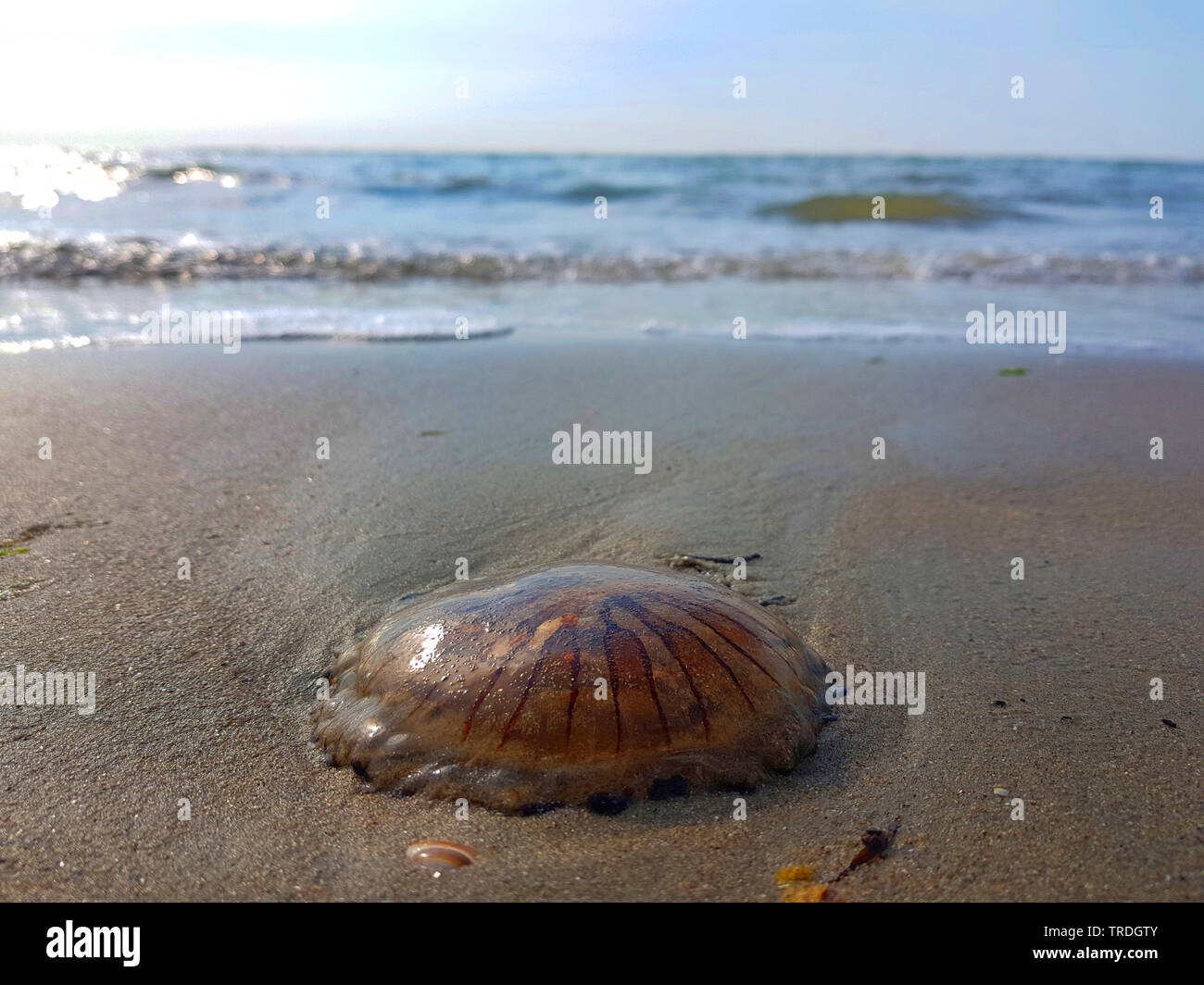 compass jellyfish, red-banded jellyfish (Chrysaora hysoscella), washed up on the beach, Netherlands Stock Photo