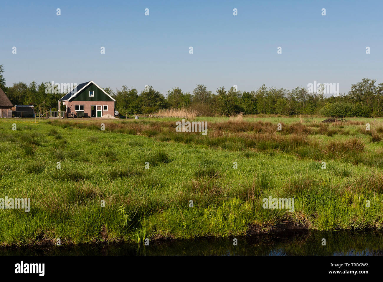 Farm with grassland and ditch in foreground, Netherlands, Frisia, Rottige Meente Stock Photo