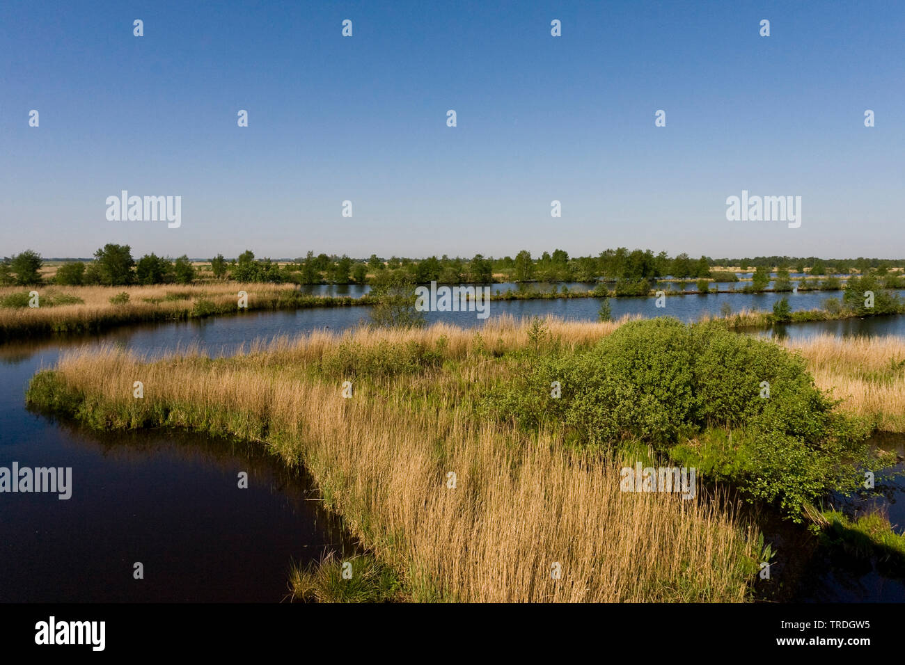 View at peat-bog with reedbeds at Rottige Meente, Netherlands, Frisia, Rottige Meente Stock Photo