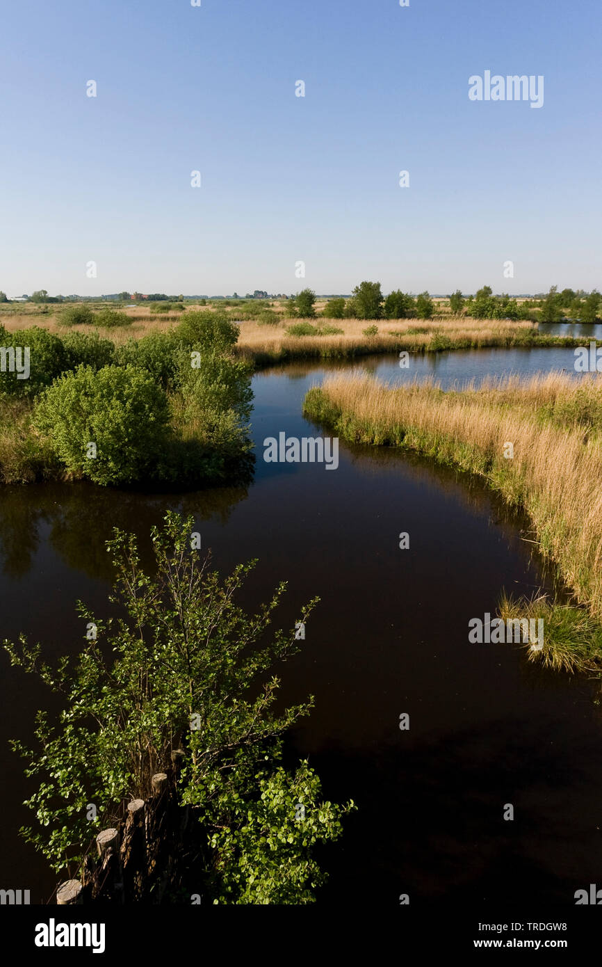 View at peat-bog with reedbeds at Rottige Meente, Netherlands, Frisia, Rottige Meente Stock Photo