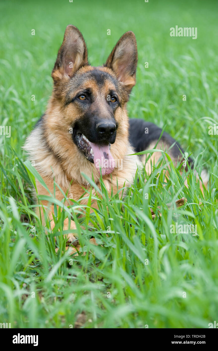 German Shepherd Dog (Canis lupus f. familiaris), lying with tongue hanging out in a meadow