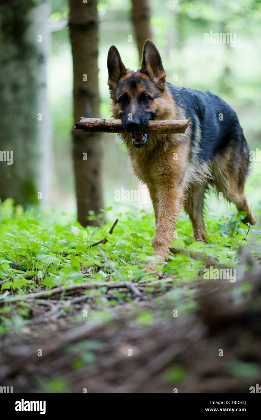 German Shepherd Dog (Canis lupus f. familiaris), walking with a stick in the mouth, Germany Stock Photo