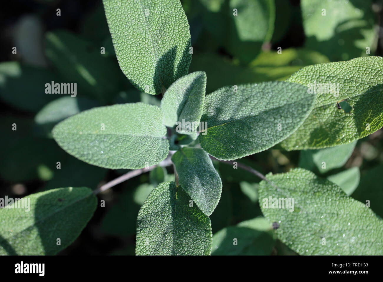 common sage, kitchen sage (Salvia officinalis), leaves Stock Photo