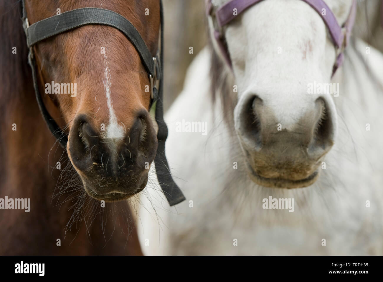 domestic horse (Equus przewalskii f. caballus), nostrils of two horses Stock Photo
