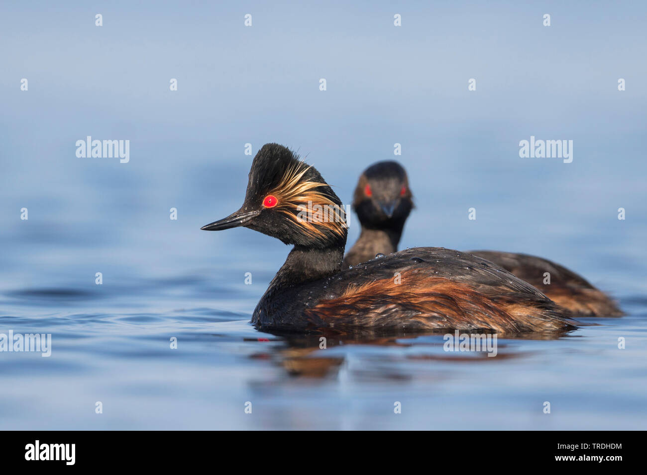 black-necked grebe (Podiceps nigricollis), swimming pair, Russia Stock Photo