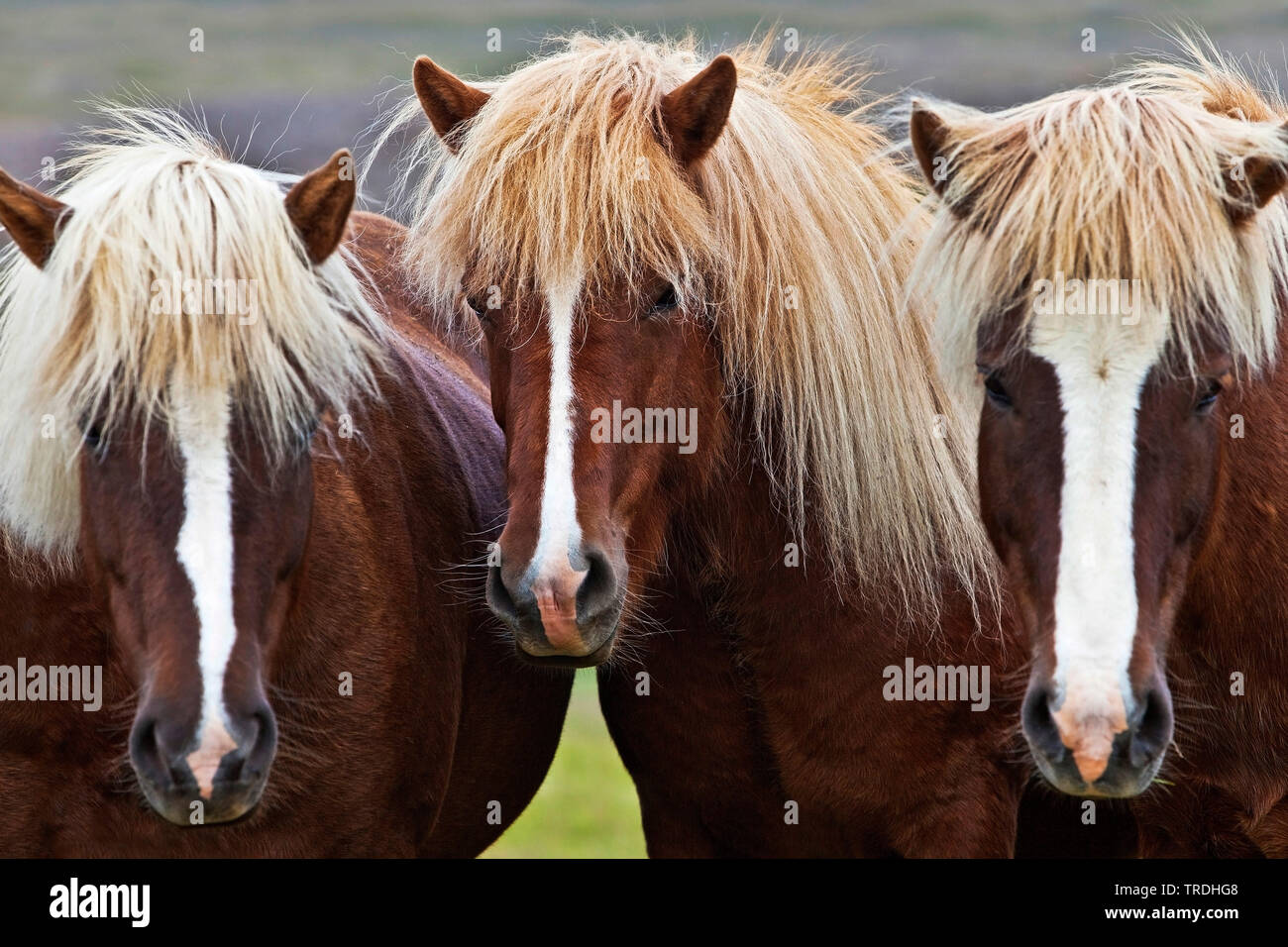 Islandic horse, Icelandic horse, Iceland pony (Equus przewalskii f. caballus), three Islandic horses standing side by side, portrait, Iceland Stock Photo